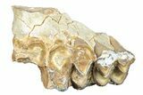 Fossil Oreodont (Merycoidodon) Jaw Section - South Dakota #249293-1
